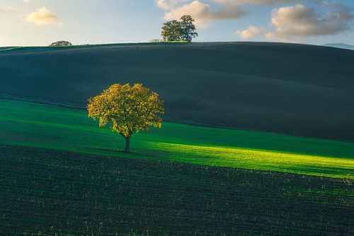 Solitaire bomen bij zonsondergang in de glooiende Toscaanse heuvels van Val d'Orcia