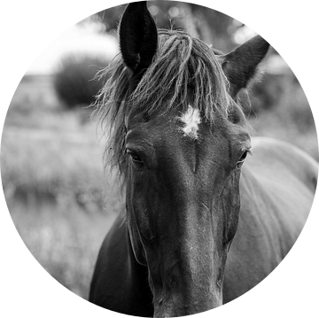 Close-up paardenhoofd – tijdloze schoonheid 4