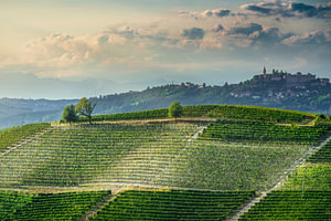 Weinberge in den Langhe bei Neive mit dem Dorf Guarene im Hintergrund