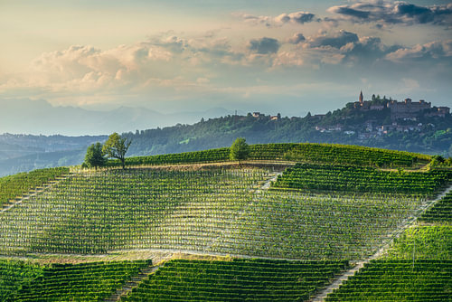 Wijngaarden in de Langhe bij Neive, met het dorp Guarene op de achtergrond