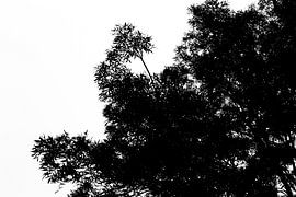 Boom van Dianthe Forkink