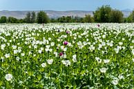 Purple whiteness by Roland's Foto's thumbnail