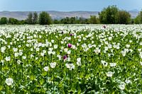 Purple whiteness