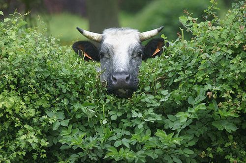 Une vache curieuse regarde par-dessus la haie