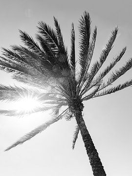 palmtree sur Michael Schulz-Dostal