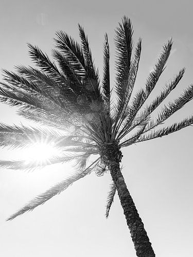 palmboom