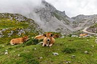 Vaches de montagne en Cantabrie par Easycopters Aperçu