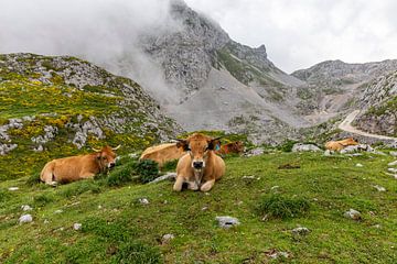 Vaches de montagne en Cantabrie