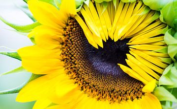 Zonnebloem halfopen van Danny Slijfer Natuurfotografie