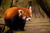 Kleiner Panda
