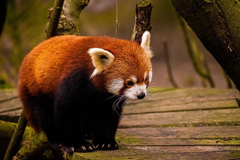 Little Panda by Frank van Eis