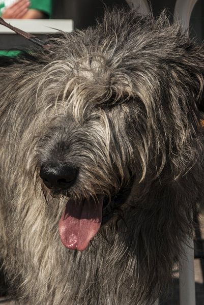 Irischer Wolfshund von Norbert Sülzner