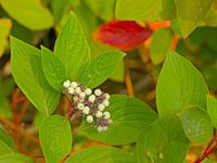 Berries of white dogwood