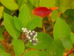 Beeren des weißen Hartriegels