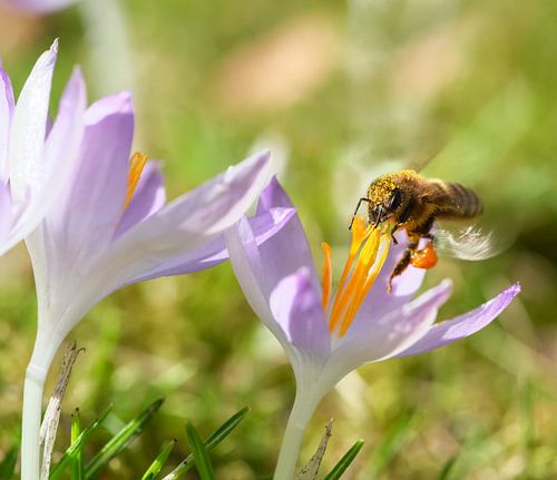 Bij die naar een paarse krokusbloem vliegt