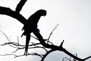 Shadow of the Jungle