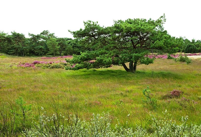 Heather landscape by Bo Valentino