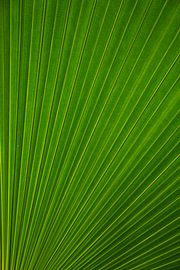 Bladpatroon van Katrin Engl