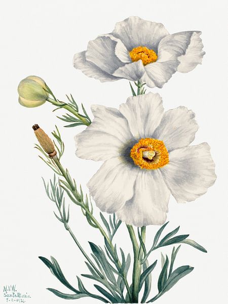 Mary Vaux Walcott - Matilija Poppy von Old Masters