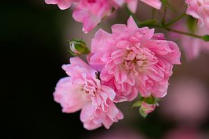 rosa Minirosen