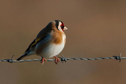 Chardonneret élégant