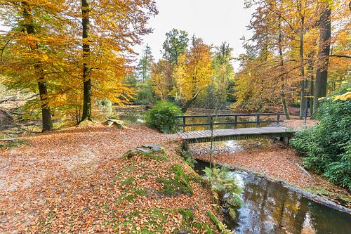 Forest pond with wooden bridge and fall colors in autumn
