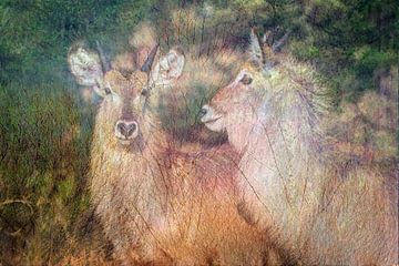 Waterbucks by Linda van der Veeken