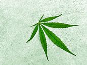 Weed-Transfer (Wiet, Weed, Hennep, Cannabis) van Caroline Lichthart thumbnail