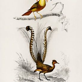 Different types of birds von Heinz Bucher