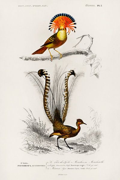 Different types of birds von Heinz Bucher