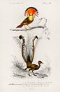 Different types of birds von Heinz Bucher Miniaturansicht
