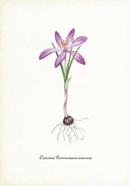 Boerenkrokus by Jasper de Ruiter