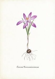 Boerenkrokus