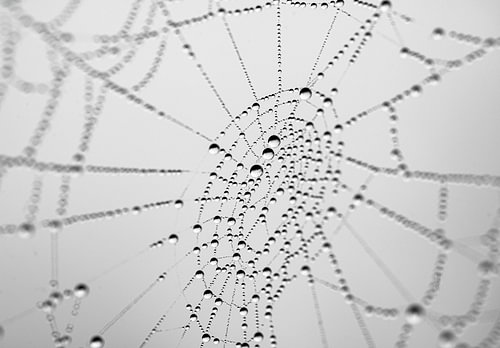 Spinnenweb en regendruppels