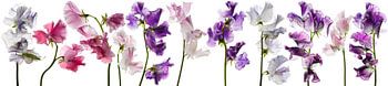 Lathyrus