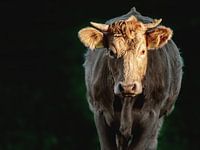 Vrolijke koe in de avondzon