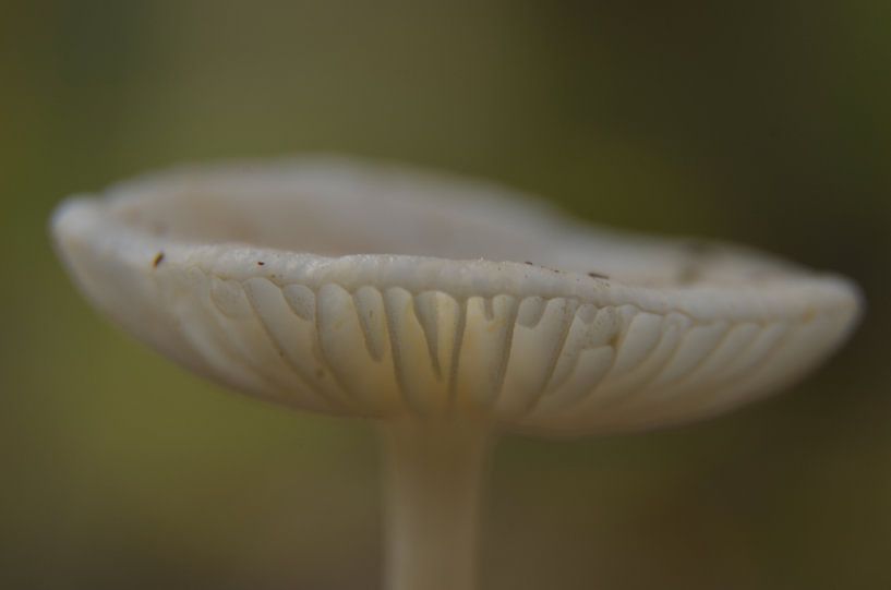 Pilz von Martin Jansen