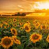 Coucher de soleil sur un champ de tournesols dans le sud du Limbourg sur John Kreukniet