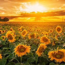 Sonnenuntergang über einem Sonnenblumenfeld in Südlimburg von John Kreukniet
