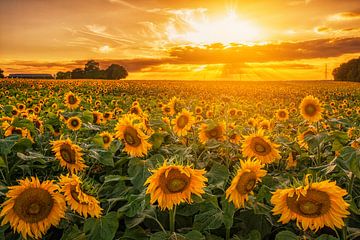 Coucher de soleil sur un champ de tournesols dans le sud du Limbourg sur John Kreukniet