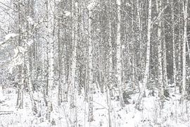 Forêt d'hiver avec ruisseau