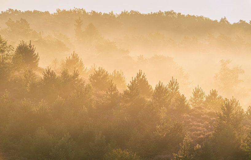 Ochtend opwarmer van Loris Photography
