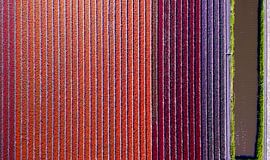 bloeiend tulpenveld van boven by Barend Koper