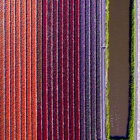 bloeiend tulpenveld van boven sur Barend Koper