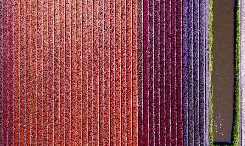 bloeiend tulpenveld van boven par Barend Koper