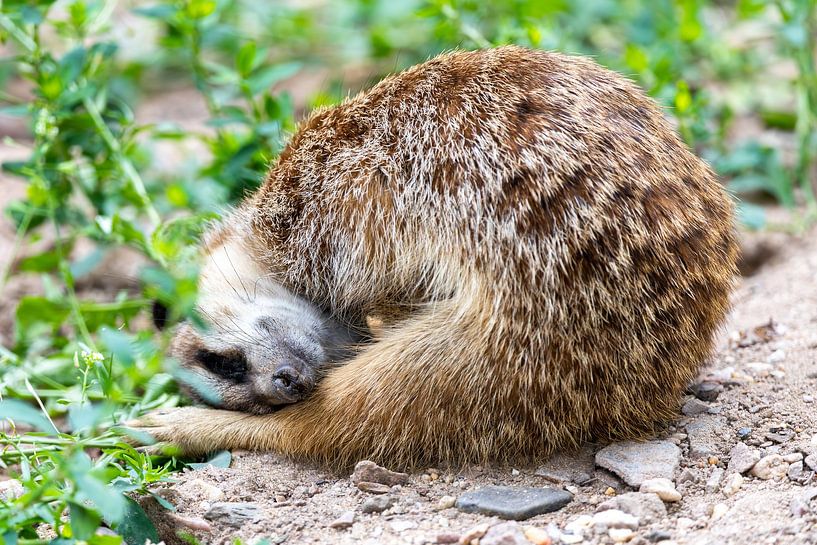 Resting meerkat by Foto.Gisli