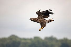 Weißkopfseeadler, Haliaeetus albicilla