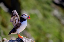 Puffin (Fratercula arctica)