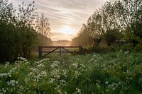Morning mist