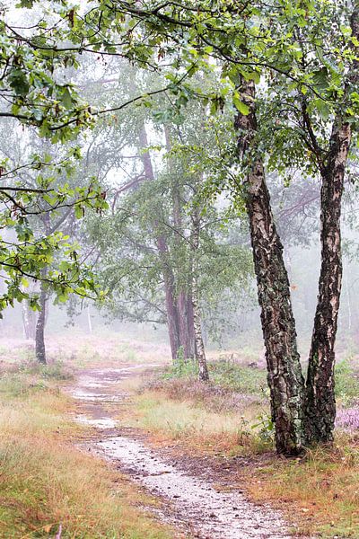 Forêt brumeuse sur la Veluwe - partie 2 par Monique van Genderen (in2pictures.nl fotografie)